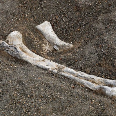  Hallan fosa con 31 mil restos óseos en Nuevo León
