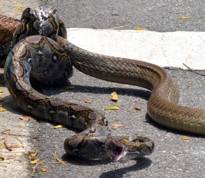  La increíble pelea entre cobra real y serpiente pitón