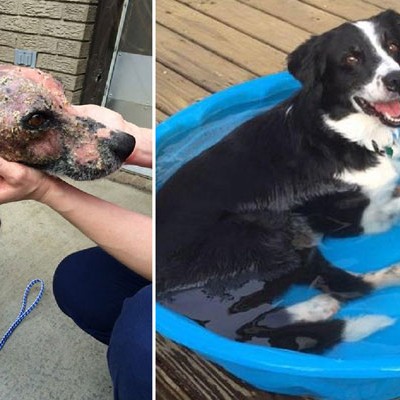  LA TRANSFORMACIÓN DE AUGUSTUS, EL PERRO CON SARNA