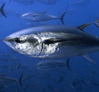  La alarmante desaparición de algunos de los peces más comunes de los océanos