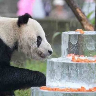  El panda más longevo del mundo acaba de cumplir 30