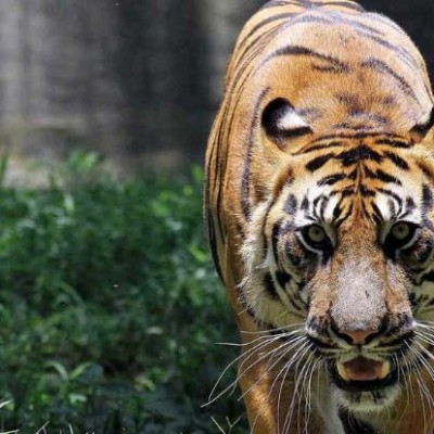  Tigre mata a cuidador de zoológico