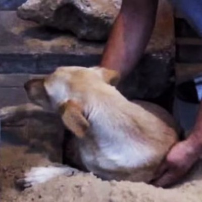  #Video Rescatan a perrita, había sido enterrada viva