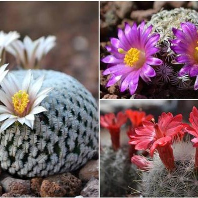  Jardín del Desierto en SLP alberga 60 especies de cactáceas