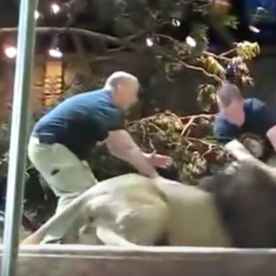  (Video) Leona intenta detener ataque de león a empleado del zoológico