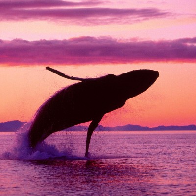  VIDEO: Captan de frente impresionante salto de ballena en Canadá