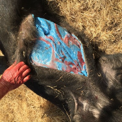  Misterioso cerdo con carne azul sorprende a internautas