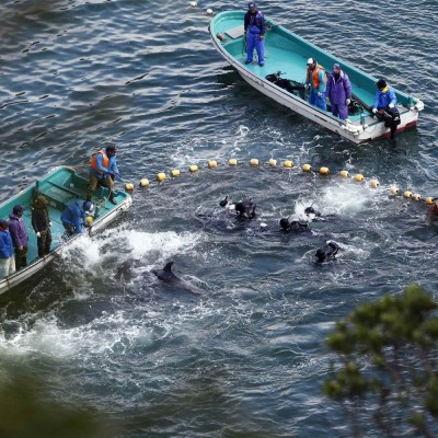  (Video) Delfín intenta pedir ayuda a activista antes de ser cazado en Japón