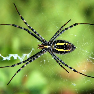  Mujer salta de su auto en movimiento al descubrir araña en su hombro