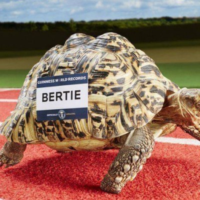  La tortuga más rápida del mundo; le dicen Usain Bolt y destrozó récord mundial