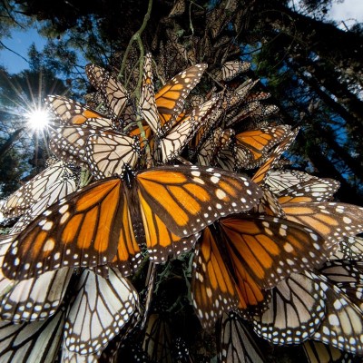  Hasta las mariposa monarca cambiaron su ruta por ‘Patricia’