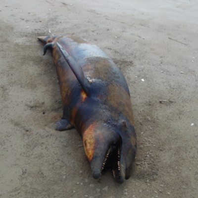  Encuentran muertos a mamíferos en costas de Sinaloa