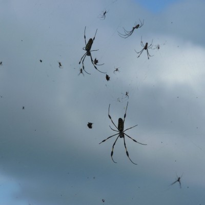  La lluvia de arañas del 2007