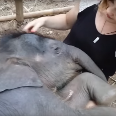  (Video) Duerme a elefante con canciones de cuna