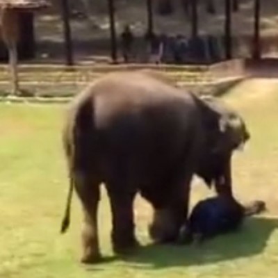  (Video) Elefante acude a rescate de su cuidador al verlo en peligro