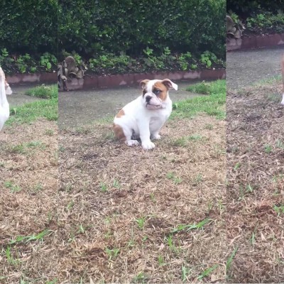  (Video) Cachorro Bulldog siente la lluvia por primera vez