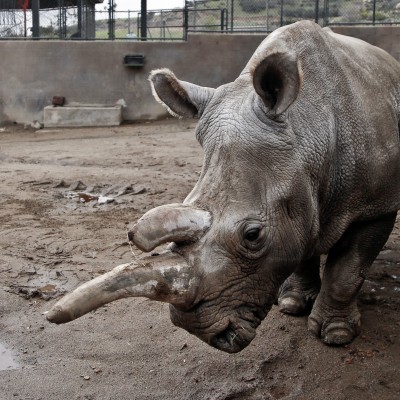  Muere ‘Nola’, una rinoceronte blanco en EU: sólo quedan 3 en el mundo