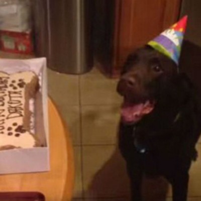  (Video) Labrador no puede contener su emoción al ver su pastel de cumpleaños