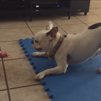  (Video) El bulldog que entretiene al bebé