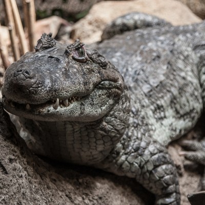  Quieren construir cárcel vigilada por cocodrilos