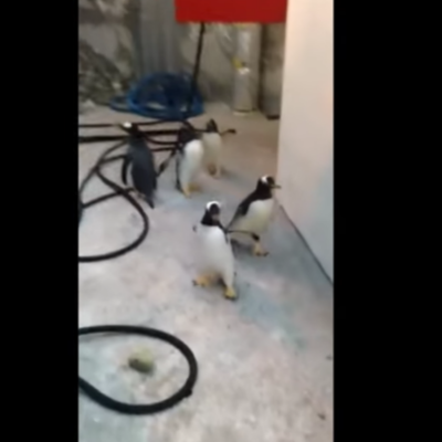  (Video) Pingüinos intentan escapar de zoológico