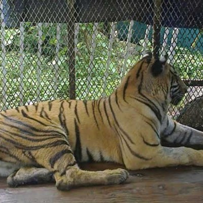  Aseguran en Veracruz a animales exóticos maltratados