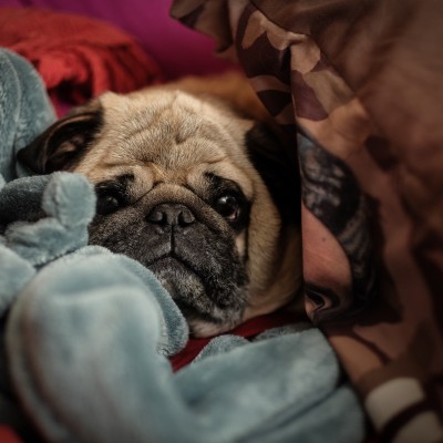  Cuida a tus mascotas de la pirotecnia