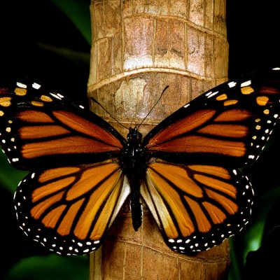  Surgen nuevas amenazas contra la mariposa monarca