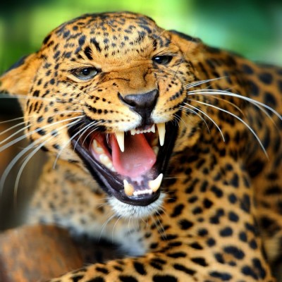  Ocho especies animales, de México y el mundo, para salvar de la extinción en 2016