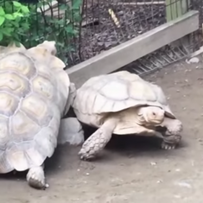  (Video) Tortuga salva a compañero en apuros