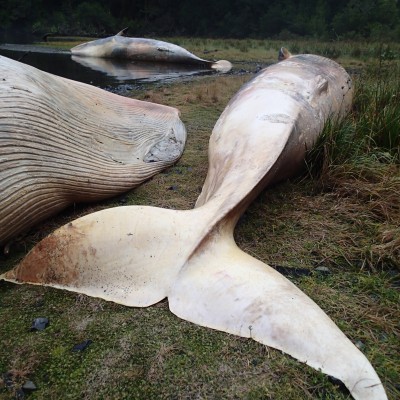  Encuentran 337 cuerpos de ballenas en Patagonia chilena; autoridades investigan