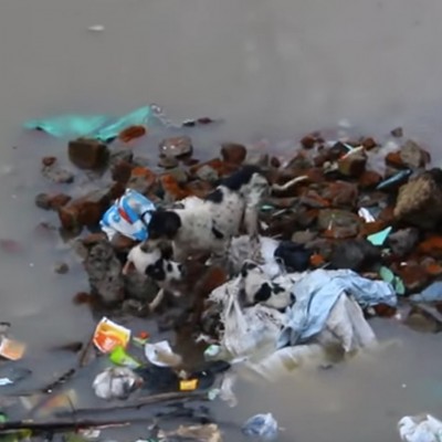  (Video) Perra salva a sus cuatro cachorros de morir ahogados