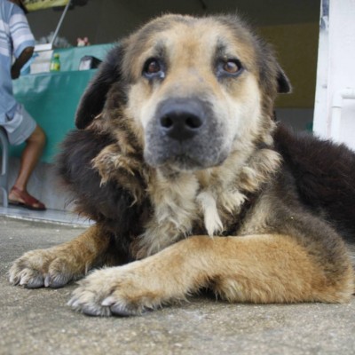  Hombre enfrenta proceso penal por matar un perro y herir a otro en Mérida