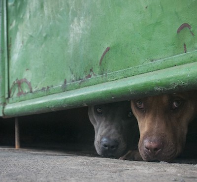  Quieren aprobar en ‘fast track’ reglamento de cuidado animal, acusa regidora panista