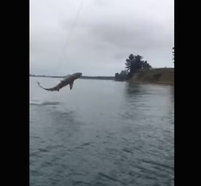  (Video) Hombre atrapa tiburón con caña de pescar y “lucha” por sacarlo del agua