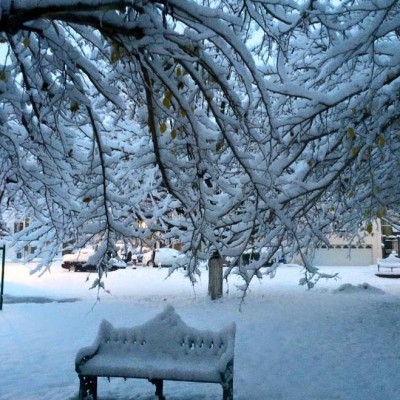  (Galería) Tormenta invernal “pinta” Chihuahua de blanco