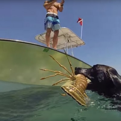  (Video) Lila, la labrador que bucea y atrapa langostas en el mar