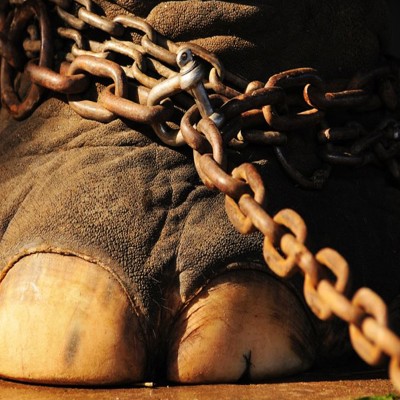 Detienen a dueño de circo por maltrato a animales