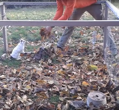 (Video) Bun Bun, el conejito que disfruta de jugar con hojas secas