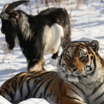  (Video) La amistad entre un tigre y su cabra