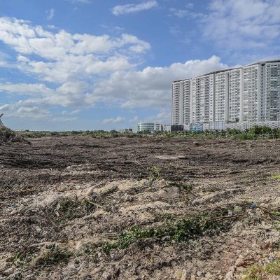 Manglar de Tajamar podría rescatarse, pero llevaría 30 años
