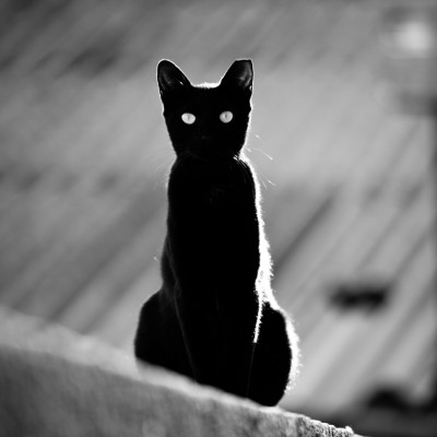 Historia de la superstición de los gatos negros