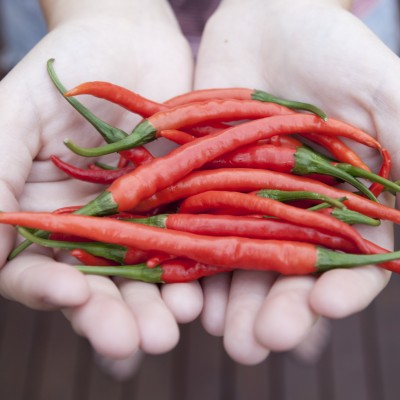  Wilbur Scoville: los pimientos más picantes del mundo