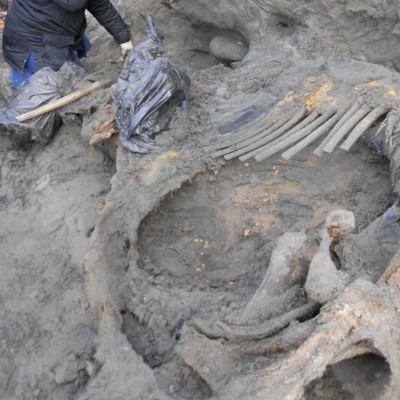  Restos de mamut encontrados podrían cambiar la historia de la humanidad