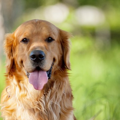  Perros, mascotas en peligro