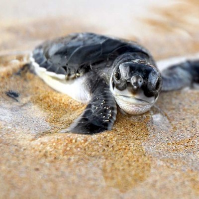  Calor en Jalisco afectó a nidos de tortuga marina