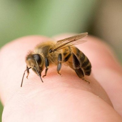  Se duplican ataques de abejas en un año