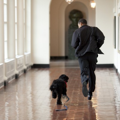  Autoridades detienen a un hombre por tratar de secuestrar al perro de Obama