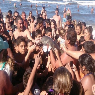  Matan a delfín bebé por un “selfie”