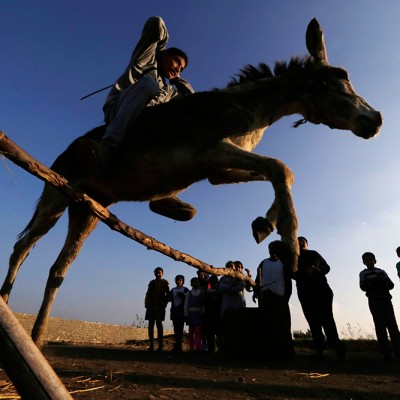  (Galería): El burro más listo del mundo